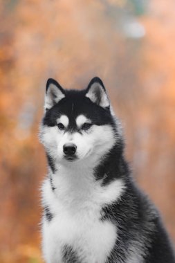 Siberian husky stands captured in half body frame, fluffy black and white coat, erect ears, symmetrical facial mask, blurred orange autumn background with soft light.