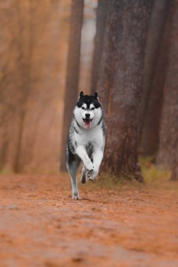 Powerful Siberian husky sprinting forward along autumn forest path. Black white coat clear against orange foliage background. Dog mouth open tongue extended showcasing excitement strength endurance in dynamic outdoor environment.