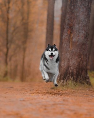 Siyah beyaz Sibirya kurdu orman yolunda yakalanmış. Köpek ağzı açık, dili açık, mutlu bir ifade. Ilık sonbahar yeşilliği canlı bir arka plan yaratır. Cins dayanıklılığı ve atletik açık hava yaşam tarzını ön plana çıkarır..