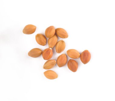 Şempanze tohumlarının dağılmasının en üst görüntüsü