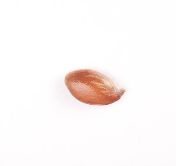 Macro Shot Single Flax Seed White Background — Stock Photo, Image