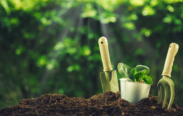 Plantando Uma Pequena Planta Uma Pilha Solo Com Ferramentas Jardinagem — Fotografia de Stock