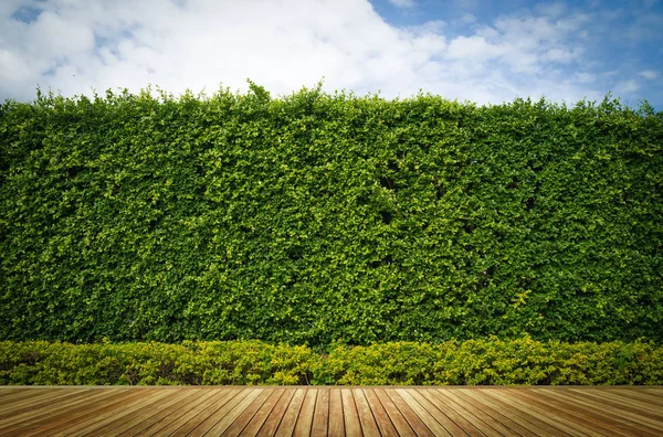 古い木のフロアー リングや装飾的な庭の植物 — ストック写真