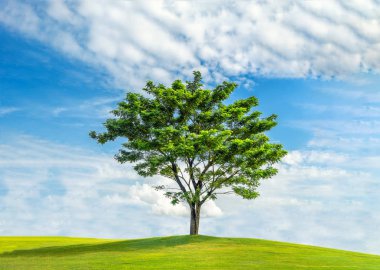 Yeşil ağaç doğa manzara