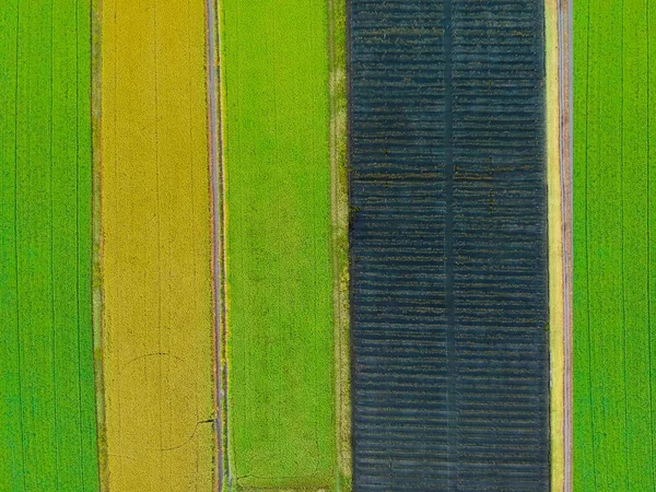 Фото Высоты Птичьего Полета Беспилотника Земли Посеянными Зелеными Полями — стоковое фото