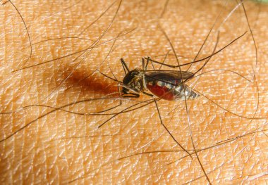 Aedes aegypti. İnsan kan emen bir sivrisinek kapatın.