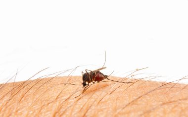 Aedes aegypti. İnsan kan emen bir sivrisinek kapatın.