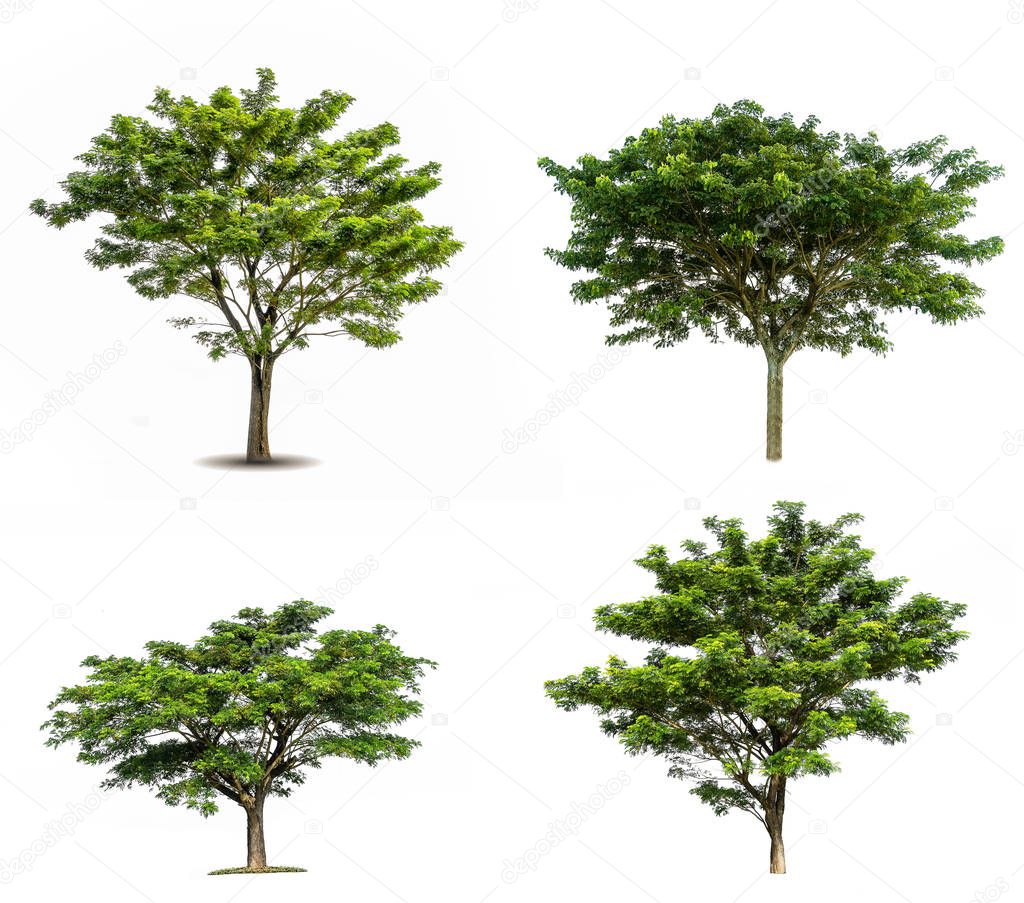 collection of various Tree isolated on white background high res