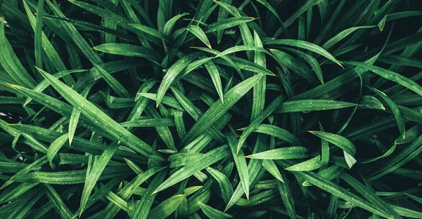 Hojas verdes tropicales, efecto de filtro verde oscuro desvanecido. Para backg —  Fotos de Stock