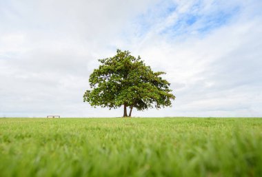 Üzerinde güzel, uzun bir meşe ağacı yetişen bir tarla. Yaz manzarası. 