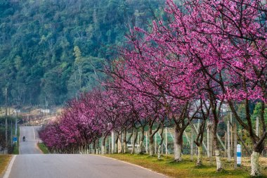 Sakura ya da kiraz çiçeği Chiang Mai Tayland yolunda.