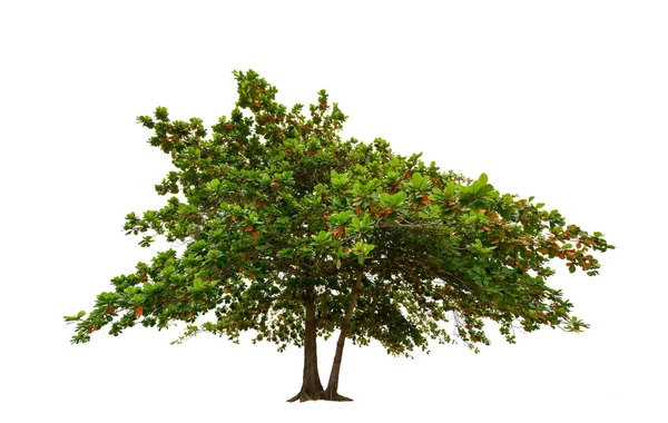 Δέντρο Απομονωμένο Λευκό Φόντο Υψηλής Ανάλυσης Για Γραφική Διακόσμηση — Φωτογραφία Αρχείου