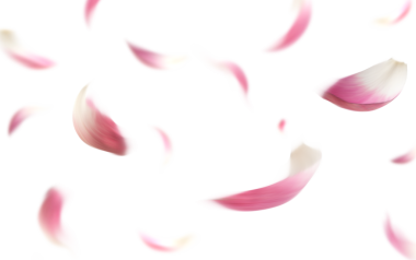 Ayrıntılı pembe nilüfer yaprakları güzellik ve romantik dekorasyon için izole bir zemine dökülüyor.