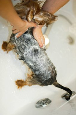 Yorkshire Terrier köpeği duşta yıkanır.