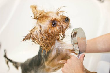 Yorkshire Terrier köpeği duşta yıkanır.