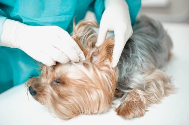 Yorkshire teriyeri köpekli üniformalı bir kadın veteriner. 