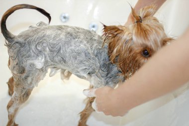 Yorkshire Terrier köpeği duşta yıkanır.