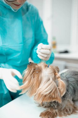 Yorkshire teriyeri köpekli üniformalı bir kadın veteriner. 