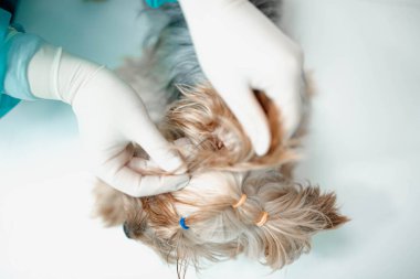 Yorkshire teriyeri köpekli üniformalı bir kadın veteriner. 