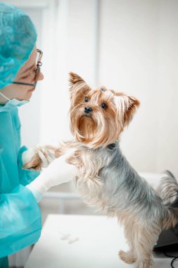 Yorkshire teriyeri köpekli üniformalı bir kadın veteriner. 