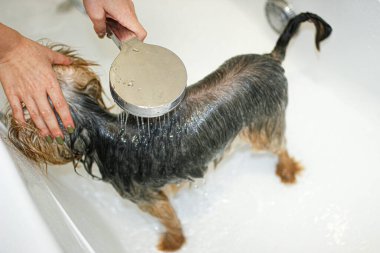 Yorkshire Terrier köpeği duşta yıkanır.