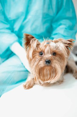 Yorkshire teriyeri köpekli üniformalı bir kadın veteriner. 