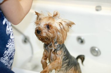 Yorkshire Terrier köpeği duşta yıkanır.