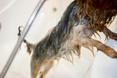 Yorkshire Terrier köpeği duşta yıkanır.