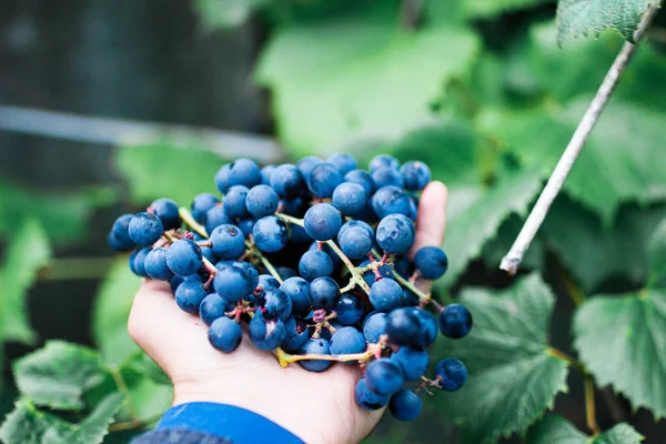 Closeup Isabella Blue Grapes Farmer Hand — Stock Photo, Image