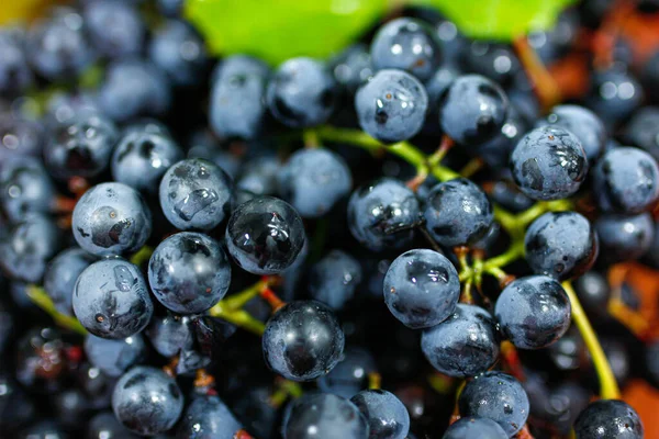 Closeup Bunches Blue Isabella Grapes — Stock Photo, Image