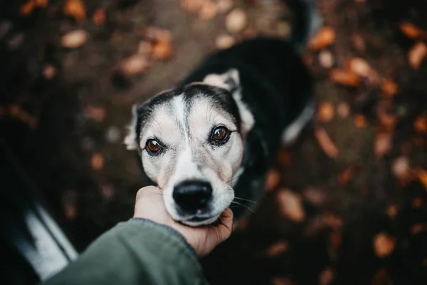 Detailní Záběr Muže Psem Podzimním Parku Pozadí Listí Koncept Lásky — Stock fotografie