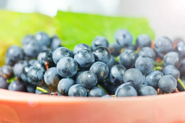 Closeup Bunches Blue Isabella Grapes — Stock Photo, Image