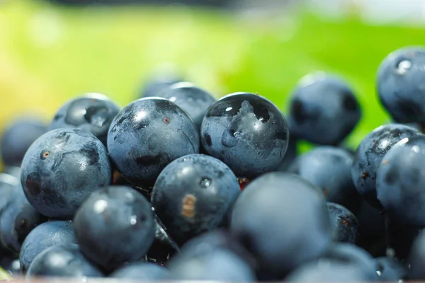 Closeup Bunches Blue Isabella Grapes — Stock Photo, Image