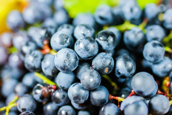 Closeup Bunches Blue Isabella Grapes — Stock Photo, Image