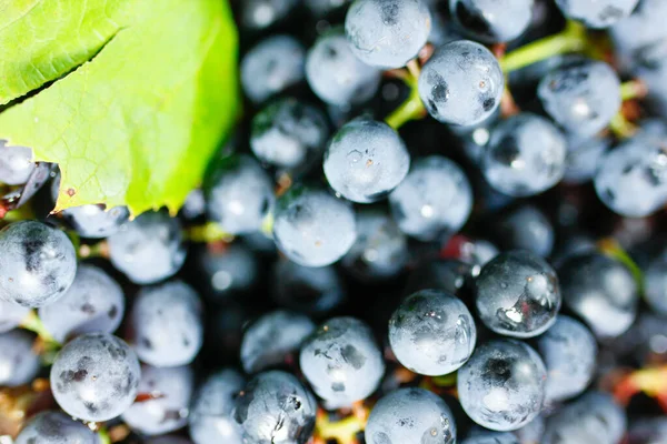 Closeup Bunches Blue Isabella Grapes — Stock Photo, Image