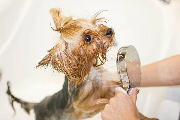 Yorkshire Terrier Perro Baña Ducha — Foto de Stock