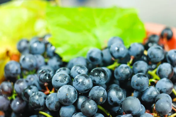 Closeup Bunches Blue Isabella Grapes — Stock Photo, Image