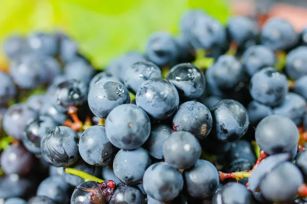 Closeup Bunches Blue Isabella Grapes — Stock Photo, Image
