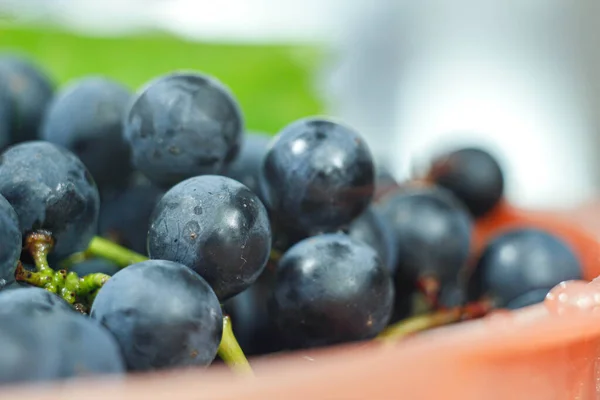 Closeup Bunches Blue Isabella Grapes — Stock Photo, Image