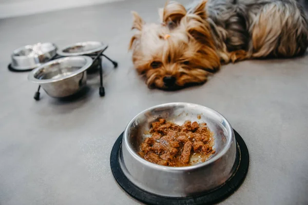 Yorkshire Terrier dog is sick and refuses to eat. No appetite, sadness, depression