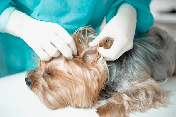 Veterinário Feminino Uniforme Com Yorkshire Terrier Cão — Fotografia de Stock