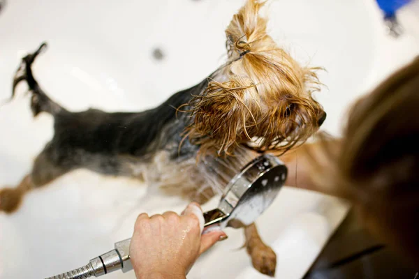 Yorkshire Terrier Perro Baña Ducha — Foto de Stock