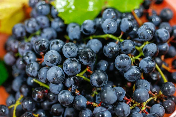 Closeup Bunches Blue Isabella Grapes — Stock Photo, Image