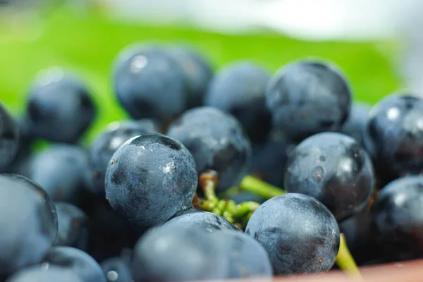 Closeup Bunches Blue Isabella Grapes — Stock Photo, Image