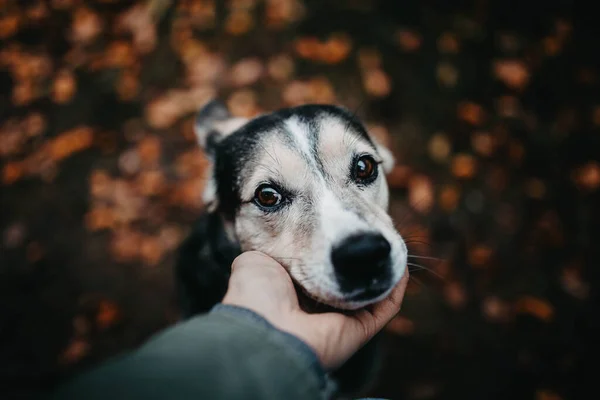 Großaufnahme Von Mann Mit Hund Herbst Park Auf Blättern Hintergrund — Stockfoto