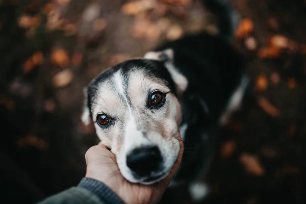Closeup Man Dog Autumn Park Leaves Background Concept Love Loyalty — Stock Photo, Image