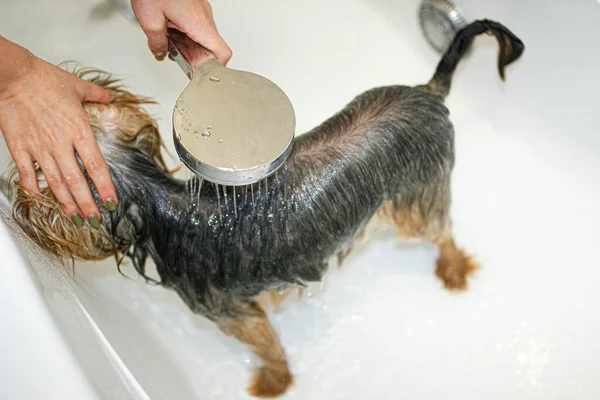 Yorkshire Terrier Perro Baña Ducha — Foto de Stock