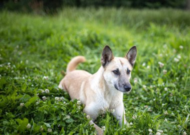 Çimenlikte yaz yürüyüşünde kuyruğunu sallayan neşeli sarı köpek.