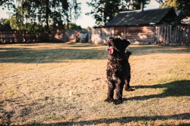 Bouvier des Flandres 'in köpeği bahçede neşeyle yürür..