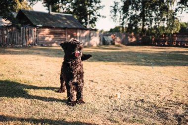 Bouvier des Flandres 'in köpeği bahçede neşeyle yürür..